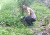 Bhabinkamtibmas Kampung Baru Cek Pekarangan Jagung Manis, Dukung Ketahanan Pangan Nasional di Bukit Kapur