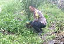 Bhabinkamtibmas Kampung Baru Cek Pekarangan Jagung Manis, Dukung Ketahanan Pangan Nasional di Bukit Kapur