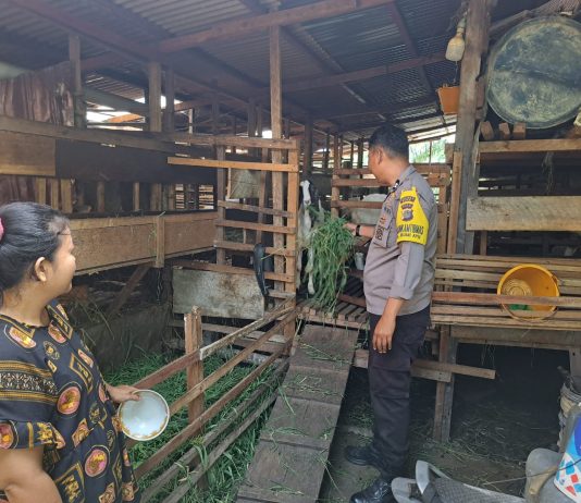 Bhabinkamtibmas Bumi Ayu AIPTU Andi Hidayat Cek Peternakan Kambing Koplo, Polres Dumai Dukung Ketahanan Pangan Nasional