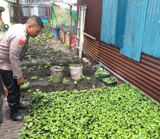 Bhabinkamtibmas Buluh Kasap AIPDA Rahmaddany Cek Pekarangan Pangan di Jalan Hangtuah, Dukung Program Ketahanan Pangan Nasional