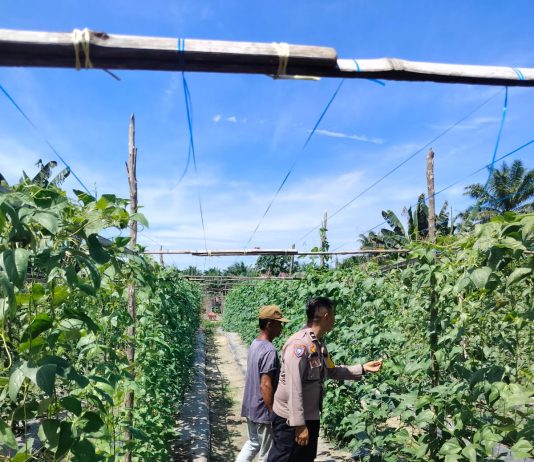Bhabinkamtibmas Gurun Panjang Cek Pekarangan Tanaman Pare Bersama Petani, Dukung Program Ketahanan Pangan Nasional