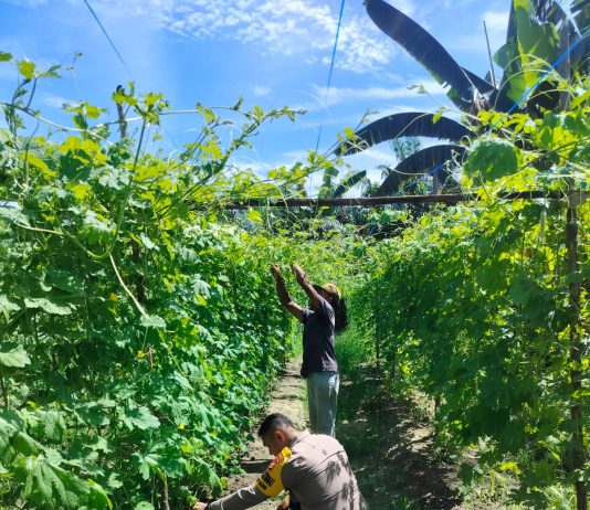 Bhabinkamtibmas Gurun Panjang Bersama Petani Cek Pekarangan Pangan Bergizi, Dukung Ketahanan Pangan Nasional