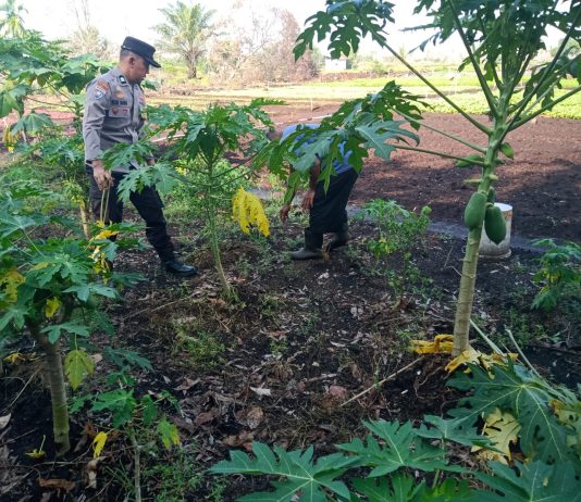 Bhabinkamtibmas Kelurahan Bagan Keladi Cek Pekarangan Pangan Bergizi, Dukung Program Ketahanan Pangan Nasional di Dumai Barat