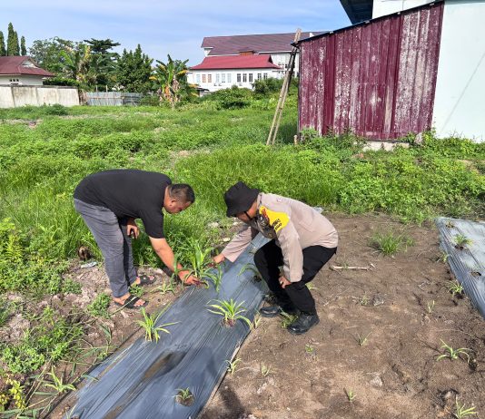 Bhabinkamtibmas Buluh Kasap AIPDA Rahmaddany Cek Pekarangan Pangan Bergizi, Dukung Program Ketahanan Pangan Nasional