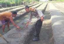 Bhabinkamtibmas Polsek Bukit Kapur Pantau Tanaman Timun Siap Panen, Perkuat Program Ketahanan Pangan Nasional
