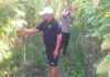 Bhabinkamtibmas Polsek Bukit Kapur Cek Pekarangan Pangan Bergizi, Dukung Ketahanan Pangan Nasional