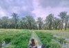 Polres Dumai dan Polsek Bukit Kapur Dukung Ketahanan Pangan, AIPDA Ardian Kurniawan Cek Kebun Cabai Merah Milik Warga