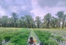 Polres Dumai dan Polsek Bukit Kapur Dukung Ketahanan Pangan, AIPDA Ardian Kurniawan Cek Kebun Cabai Merah Milik Warga