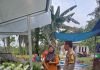 Sinergi Polisi dan Petani Perkuat Ketahanan Pangan di Kecamatan Bukit Kapur