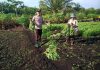 Bhabinkamtibmas Kelurahan Bagan Keladi Bersama Petani Cek Pekarangan Pangan Bergizi Dukung Ketahanan Pangan Nasional