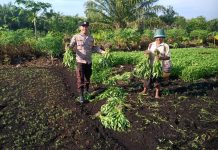 Bhabinkamtibmas Kelurahan Bagan Keladi Bersama Petani Cek Pekarangan Pangan Bergizi Dukung Ketahanan Pangan Nasional