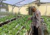 Polsek Dumai Timur Bersama Petani Cek Tanaman Pakcoy untuk Mendukung Ketahanan Pangan Nasiona