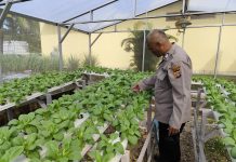 Polsek Dumai Timur Bersama Petani Cek Tanaman Pakcoy untuk Mendukung Ketahanan Pangan Nasiona
