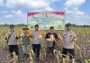 Dukung Ketahanan Pangan Nasional, Polsek Sungai Sembilan Hadiri Panen Jagung Pipil 1,2 Ton di Lubuk Gaung