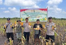 Dukung Ketahanan Pangan Nasional, Polsek Sungai Sembilan Hadiri Panen Jagung Pipil 1,2 Ton di Lubuk Gaung