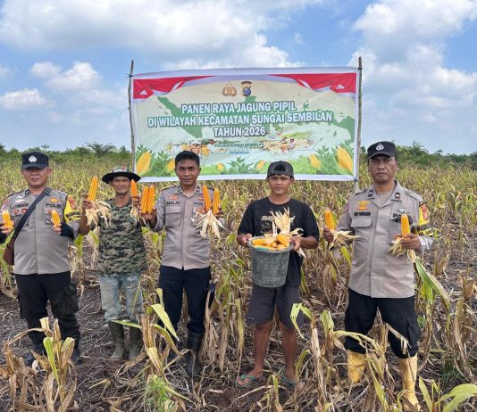 Dukung Ketahanan Pangan Nasional, Polsek Sungai Sembilan Hadiri Panen Jagung Pipil 1,2 Ton di Lubuk Gaung