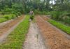 Bhabinkamtibmas Kampung Baru Cek Kebun Ubi Kayu Warga, Dukung Program Ketahanan Pangan Nasional