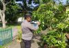 Polisi Cinta Petani, Polsek Dumai Timur Lakukan Pengecekan Kebun Mangga Dukung Ketahanan Pangan Nasional