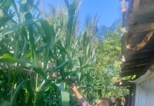 Polsek Bukit Kapur Pantau Pertumbuhan Jagung Pipil, Wujud Nyata Dukungan Ketahanan Pangan Nasional