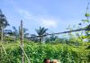Polsek Bukit Kapur Pantau Pekarangan Pangan Bergizi, Dukung Ketahanan Pangan Nasional di Gurun Panjang