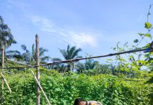 Polsek Bukit Kapur Pantau Pekarangan Pangan Bergizi, Dukung Ketahanan Pangan Nasional di Gurun Panjang