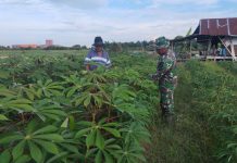 Babinsa Koramil 03/Sungai Sembilan Dampingi Budidaya Ketela Pohon dan Sosialisasikan Pencegahan Karhutla di Tanjung Penyembal
