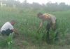 Bhabinkamtibmas Mekar Sari Bersama Petani Cek Pekarangan Pangan Bergizi, Dukung Ketahanan Pangan Nasional