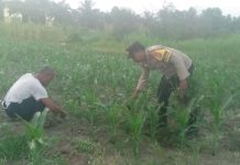 Bhabinkamtibmas Mekar Sari Bersama Petani Cek Pekarangan Pangan Bergizi, Dukung Ketahanan Pangan Nasional
