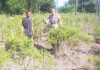 Bhabinkamtibmas Bukit Kapur Pantau Perkembangan Cabai Rawit Warga, Dukung Program Ketahanan Pangan Nasional
