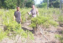 Bhabinkamtibmas Bukit Kapur Pantau Perkembangan Cabai Rawit Warga, Dukung Program Ketahanan Pangan Nasional