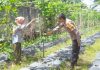 Dukung Ketahanan Pangan Nasional, Bhabinkamtibmas Bukit Kapur Pantau Pertumbuhan Tanaman Pare Warga