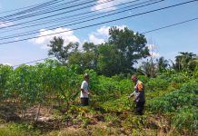 Bhabinkamtibmas Teluk Binjai Bersama Petani Cek Pekarangan Pangan Bergizi Dukung Ketahanan Pangan Nasional