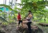 Bhabinkamtibmas Ratu Sima Bersama Petani Cek Pekarangan Pangan Bergizi, Dukung Ketahanan Pangan Nasional