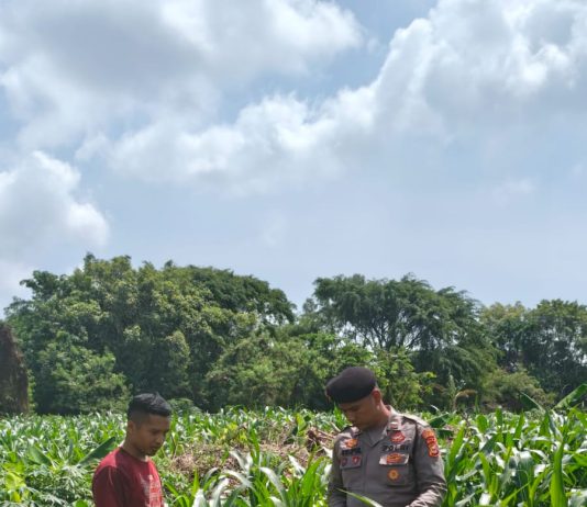 Polsek KSKP Polres Dumai Bersama Kelompok Tani Cek Perkembangan Jagung Dukung Ketahanan Pangan Nasional