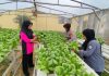 Panen Keempat P2L Polsek Dumai Timur Hasilkan 35 Kg Pakcoy Hidroponik untuk Dukung Program Makan Bergizi Gratis