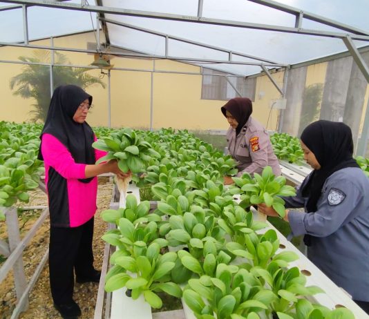 Panen Keempat P2L Polsek Dumai Timur Hasilkan 35 Kg Pakcoy Hidroponik untuk Dukung Program Makan Bergizi Gratis