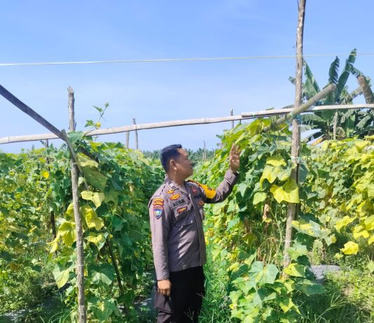 Dukung Ketahanan Pangan Nasional, Bhabinkamtibmas Bukit Nenas Pantau Kebun Pare Milik Petani