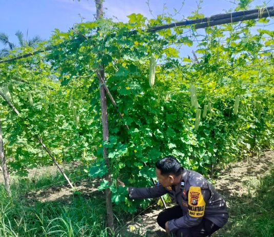 Polri Hadir di Tengah Petani, Bhabinkamtibmas Bukit Nenas Pantau Pertumbuhan Timun Warga
