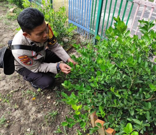 Bhabinkamtibmas Tanjung Palas Bersama Petani Cek Pekarangan Pangan Bergizi, Dukung Ketahanan Pangan Nasional