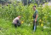 Bhabinkamtibmas Bukit Datuk Dampingi Petani Cek Kebun Melon, Dukung Ketahanan Pangan Nasional