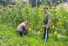 Bhabinkamtibmas Bukit Datuk Dampingi Petani Cek Kebun Melon, Dukung Ketahanan Pangan Nasional