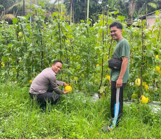 Bhabinkamtibmas Bukit Datuk Dampingi Petani Cek Kebun Melon, Dukung Ketahanan Pangan Nasional