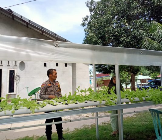 Bhabinkamtibmas Bagan Besar Timur Monitoring Pekarangan Pangan Bergizi, Tanaman Selada Tumbuh Subur