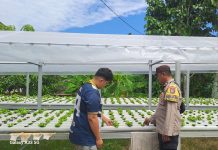 Bhabinkamtibmas Pangkalan Sesai Dampingi Petani Cek Tanaman Pakcoy, Dukung Ketahanan Pangan Nasional