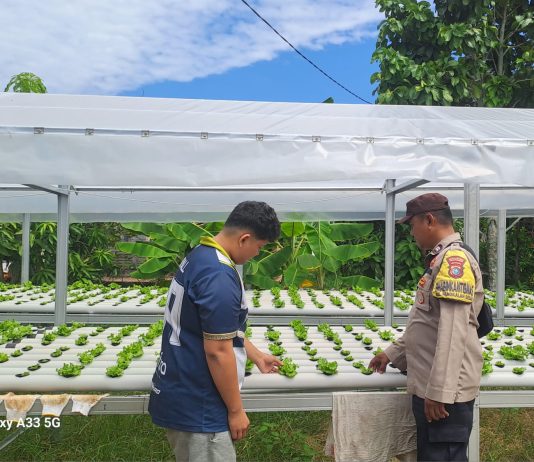 Bhabinkamtibmas Pangkalan Sesai Dampingi Petani Cek Tanaman Pakcoy, Dukung Ketahanan Pangan Nasional