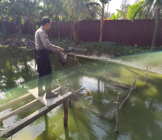 Dukung Ketahanan Pangan Nasional, Panit Samapta Polsek Dumai Timur Cek Budidaya Lele dan Nila Bersama Petani