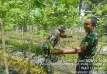 Dukung Swasembada Pangan, Babinsa Bukit Kapur Dampingi Budidaya Tanaman Pare Milik Warga