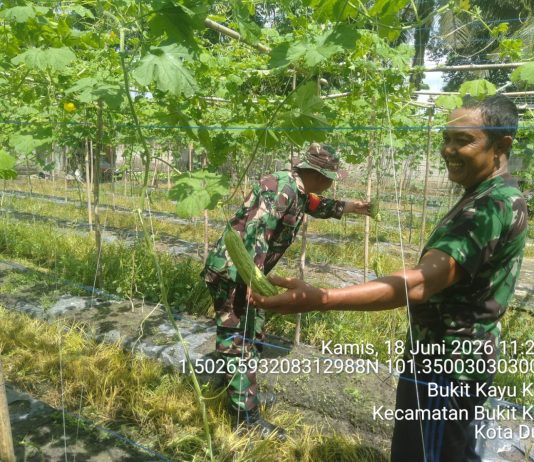 Dukung Swasembada Pangan, Babinsa Bukit Kapur Dampingi Budidaya Tanaman Pare Milik Warga