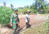 Babinsa Laksamana Gencarkan Patroli Karhutla dan Dampingi Budidaya Sawi di Bagan Keladi