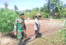 Babinsa Laksamana Gencarkan Patroli Karhutla dan Dampingi Budidaya Sawi di Bagan Keladi